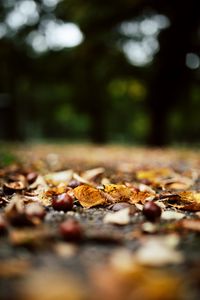 Preview wallpaper chestnuts, leaves, autumn, forest