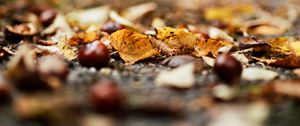 Preview wallpaper chestnuts, leaves, autumn, forest