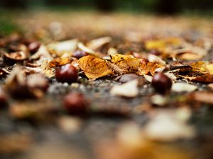 Preview wallpaper chestnuts, leaves, autumn, forest