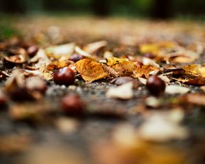 Preview wallpaper chestnuts, leaves, autumn, forest