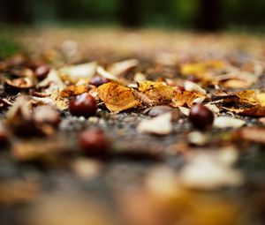 Preview wallpaper chestnuts, leaves, autumn, forest