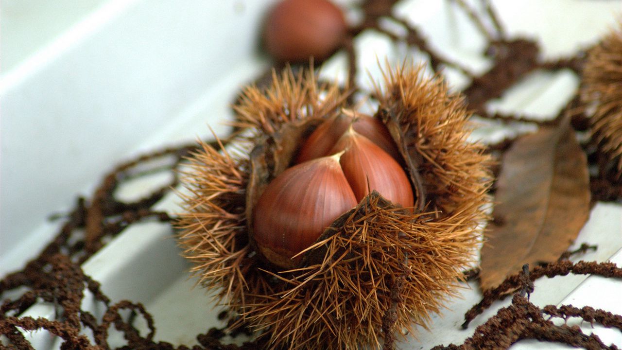 Wallpaper chestnuts, walnuts, autumn, treats