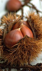 Preview wallpaper chestnuts, walnuts, autumn, treats