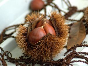 Preview wallpaper chestnuts, walnuts, autumn, treats