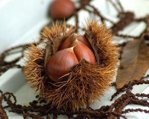 Preview wallpaper chestnuts, walnuts, autumn, treats