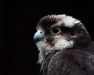 Preview wallpaper chick, beak, feathers, black background