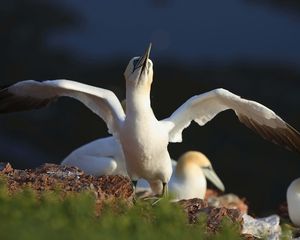 Preview wallpaper chick, bird, blur