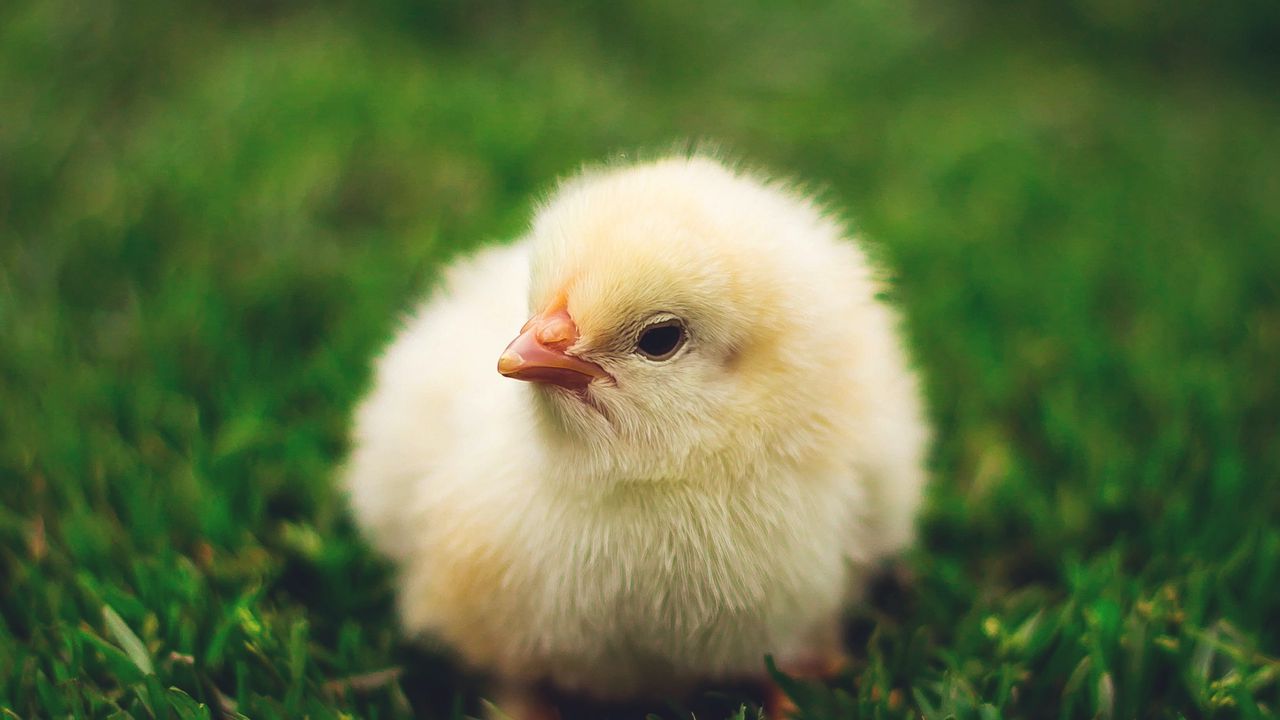 Wallpaper chick, cute, small, fluffy