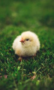 Preview wallpaper chick, cute, small, fluffy