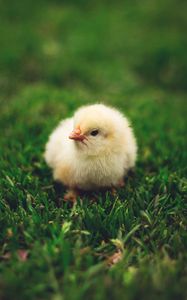 Preview wallpaper chick, cute, small, fluffy