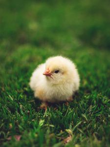 Preview wallpaper chick, cute, small, fluffy