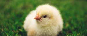 Preview wallpaper chick, cute, small, fluffy