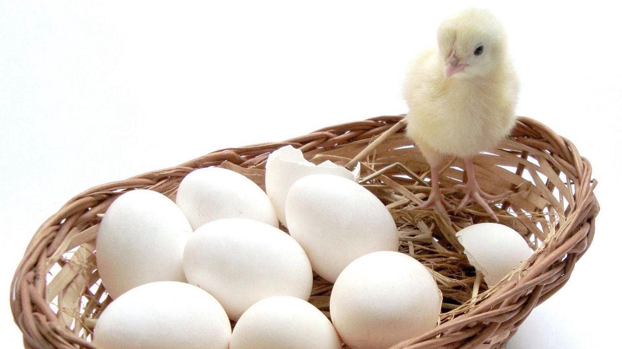 Wallpaper chick, eggs, basket