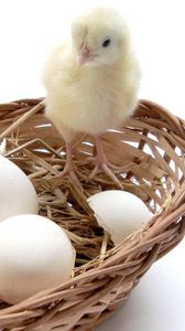 Preview wallpaper chick, eggs, basket