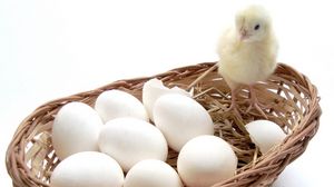 Preview wallpaper chick, eggs, basket