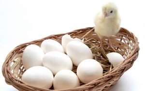 Preview wallpaper chick, eggs, basket