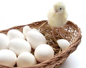 Preview wallpaper chick, eggs, basket