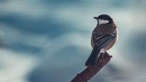 Preview wallpaper chickadee, beak, bird, branch