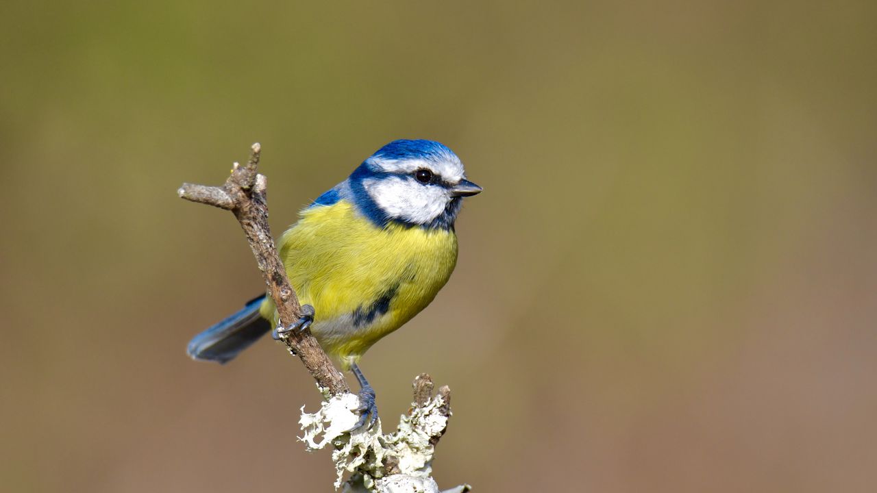 Wallpaper chickadee, bird, branch, blur, wildlife, yellow, blue