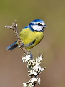Preview wallpaper chickadee, bird, branch, blur, wildlife, yellow, blue