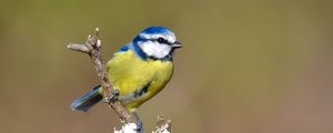 Preview wallpaper chickadee, bird, branch, blur, wildlife, yellow, blue