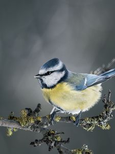 Preview wallpaper chickadee, bird, branch, blur