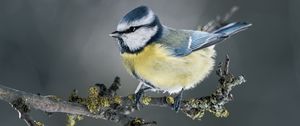 Preview wallpaper chickadee, bird, branch, blur