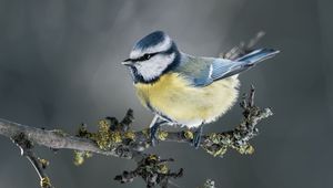 Preview wallpaper chickadee, bird, branch, blur