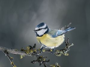 Preview wallpaper chickadee, bird, branch, blur