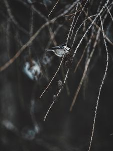 Preview wallpaper chickadee, bird, branch, pine cones