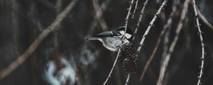 Preview wallpaper chickadee, bird, branch, pine cones