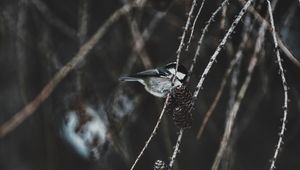 Preview wallpaper chickadee, bird, branch, pine cones