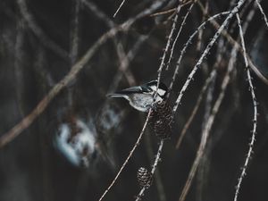 Preview wallpaper chickadee, bird, branch, pine cones