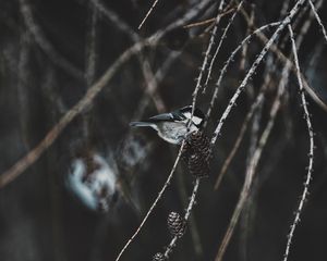 Preview wallpaper chickadee, bird, branch, pine cones