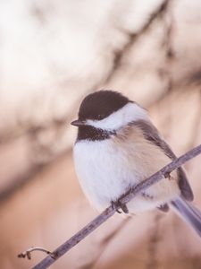 Preview wallpaper chickadee, bird, branch