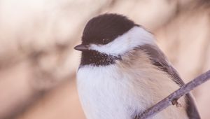 Preview wallpaper chickadee, bird, branch