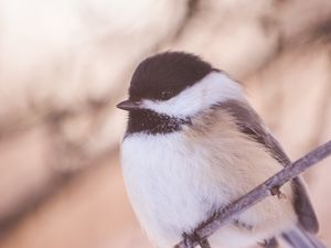 Preview wallpaper chickadee, bird, branch