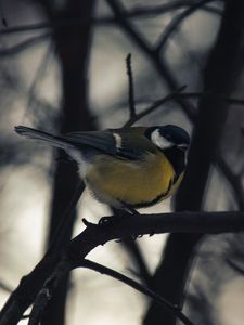 Preview wallpaper chickadee, bird, branch, winter