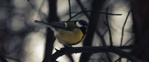 Preview wallpaper chickadee, bird, branch, winter