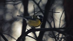 Preview wallpaper chickadee, bird, branch, winter