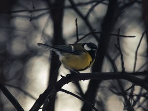 Preview wallpaper chickadee, bird, branch, winter