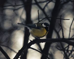 Preview wallpaper chickadee, bird, branch, winter