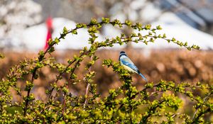 Preview wallpaper chickadee, bird, branch, wildlife