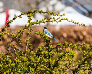 Preview wallpaper chickadee, bird, branch, wildlife