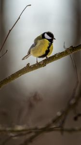 Preview wallpaper chickadee, bird, branch, blur, winter