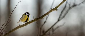 Preview wallpaper chickadee, bird, branch, blur, winter