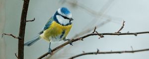 Preview wallpaper chickadee, bird, branch, wildlife, blur