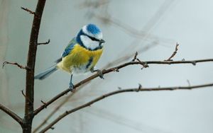 Preview wallpaper chickadee, bird, branch, wildlife, blur