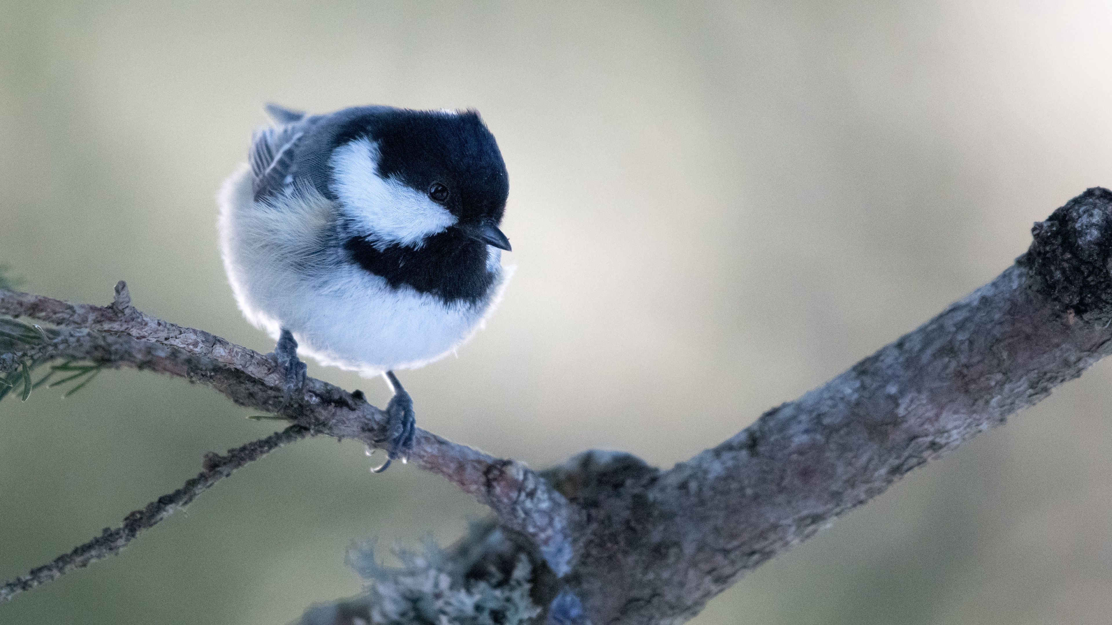 Download wallpaper 3840x2160 chickadee, bird, branch, blur, wildlife 4k