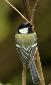 Preview wallpaper chickadee, bird, branch, wildlife, blur, yellow